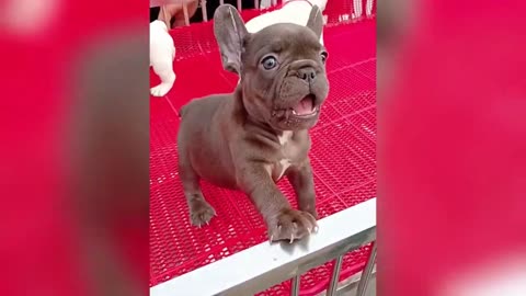 Aww Cute Baby Animals Videos Compilation | Funny and Cute Moment of the Animals #4 - Cute TV