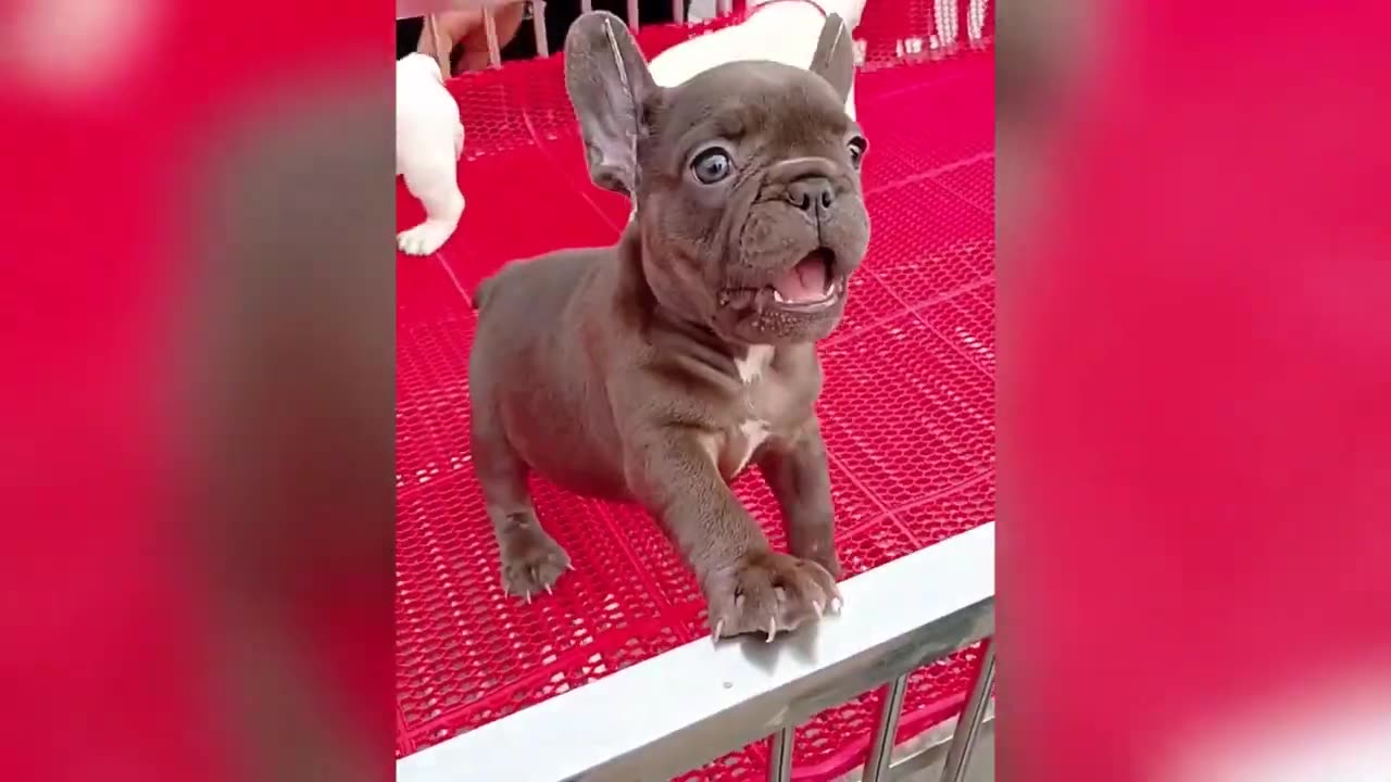 Aww Cute Baby Animals Videos Compilation | Funny and Cute Moment of the Animals #4 - Cute TV