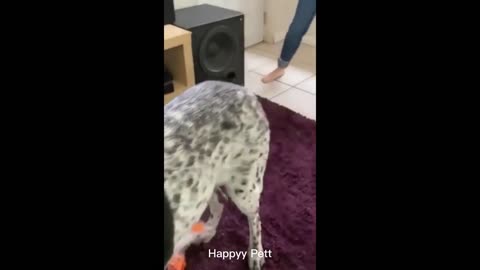 Funniest Animals 2023 - Funniest Cats and Dogs - Part 32/Happyy Pett