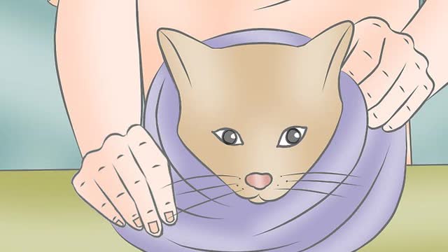 How to Wrap a Cat