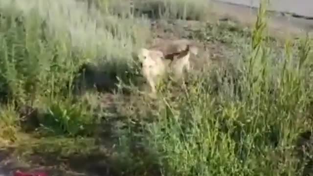 Щенки радуются жизни