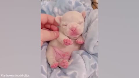 FUNNY PUPPIES that will make you LAUGH 😁 Funny Animals Videos 2024