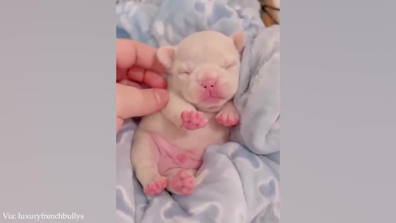 FUNNY PUPPIES that will make you LAUGH 😁 Funny Animals Videos 2024
