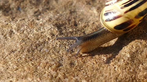Snail 🐌and spider🕷️