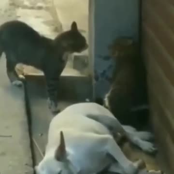 Cat fight nearly hits dog