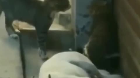 Cat fight nearly hits dog