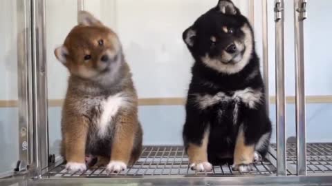 Head tilt from shiba Inu
