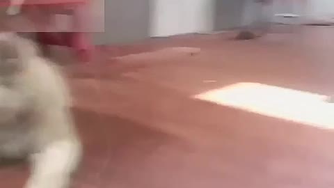 Two dogs and a little boy