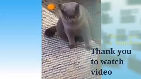 Rumble /cat show at home ,best video ,funny video
