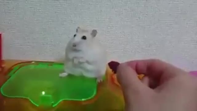 I have the most sensitive hamster in the world!