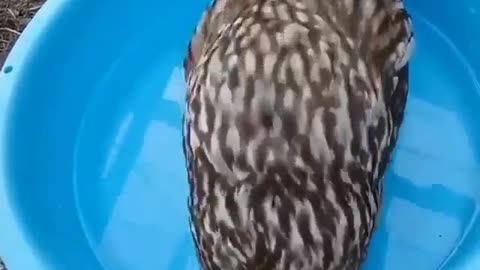 This smiley face is so adorable #shorts #shortvideo #video #virals #videoviral