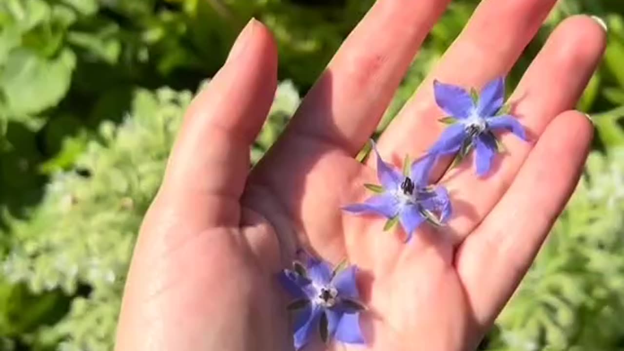 Borage This flower is a natural antidepressant
