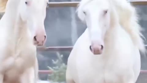 very cute beautiful white horses showing off there beauty