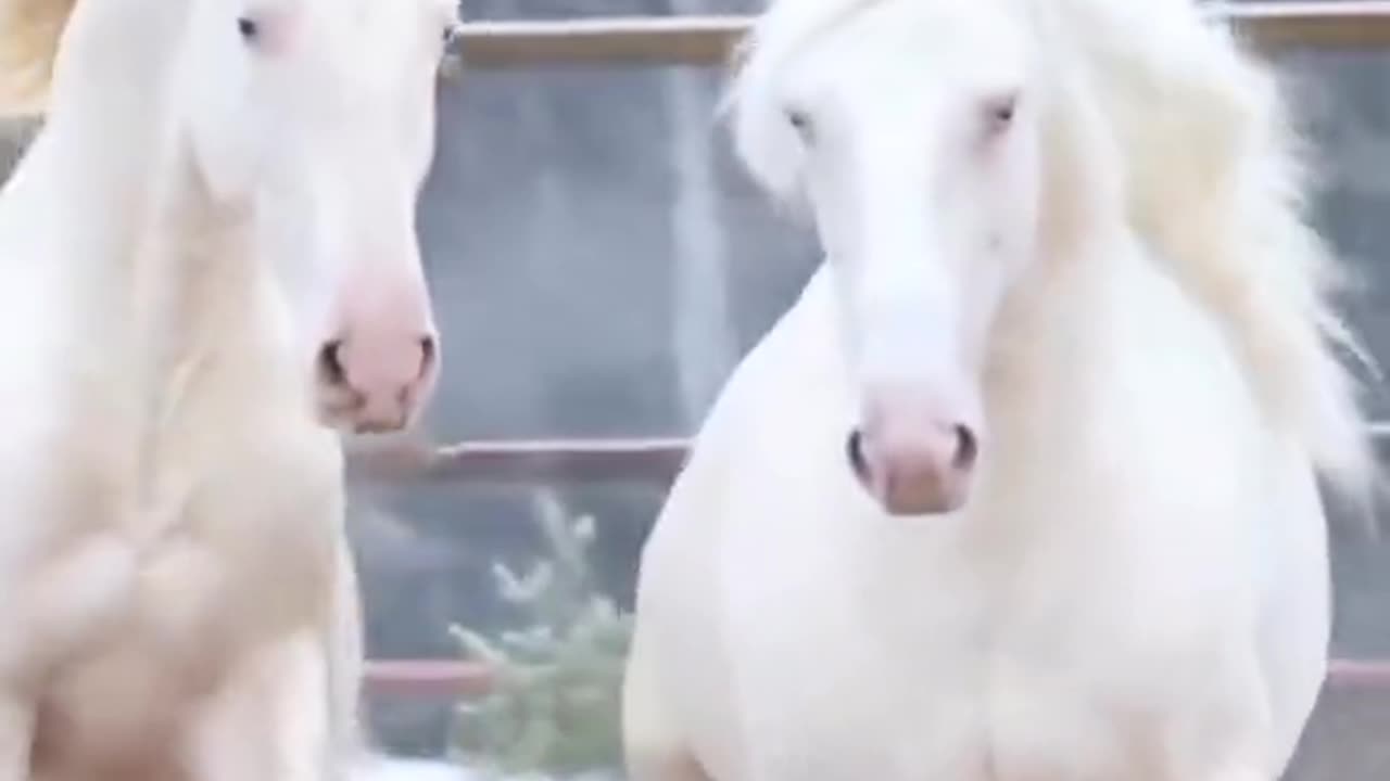 very cute beautiful white horses showing off there beauty