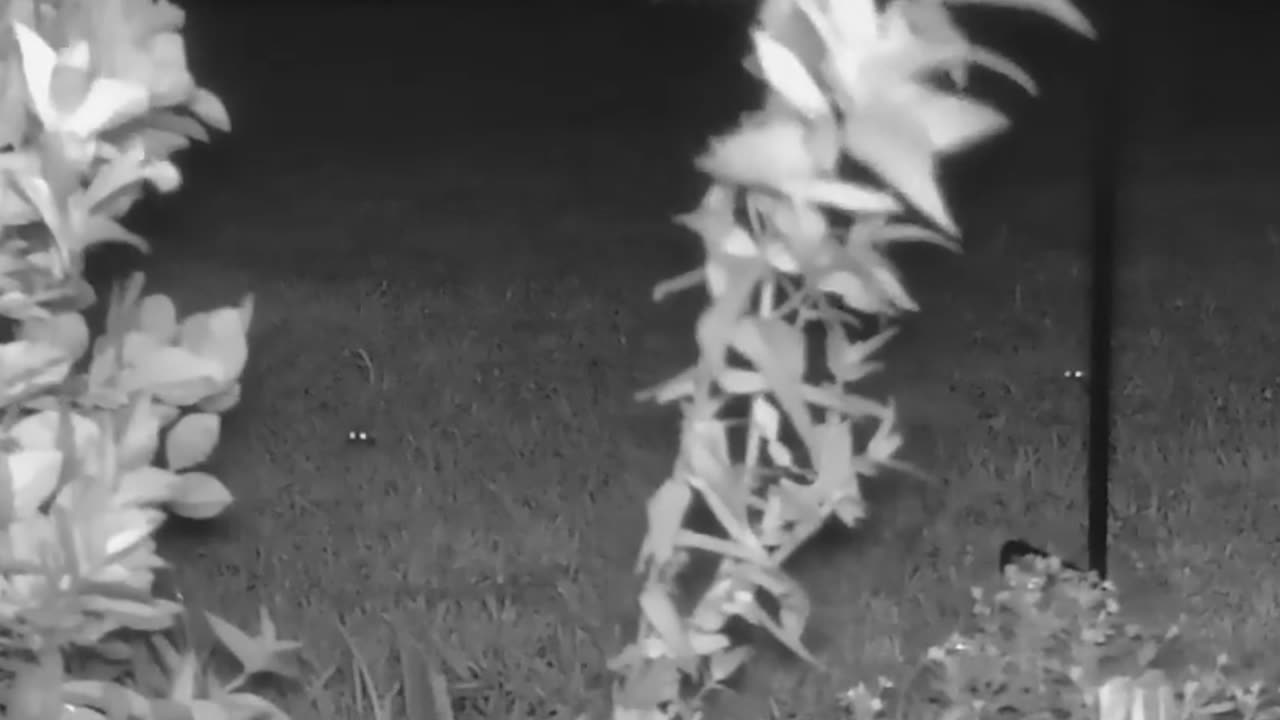 Night Animlas: 9-12-2024