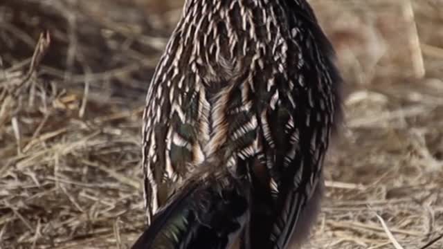 South Africa Beautiful Birds🐦🐦🐦🐦