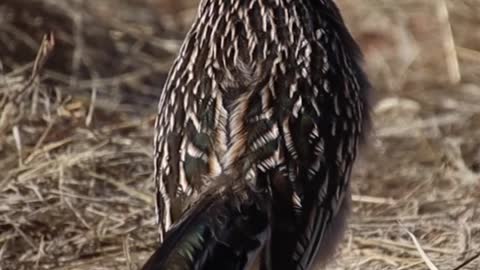South Africa Beautiful Birds🐦🐦🐦🐦