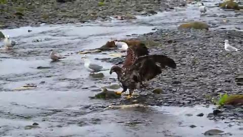 Fishing The Salmon Derby