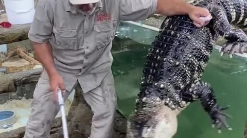 🐓😂When the crocodile escapes to the wing of his chicken