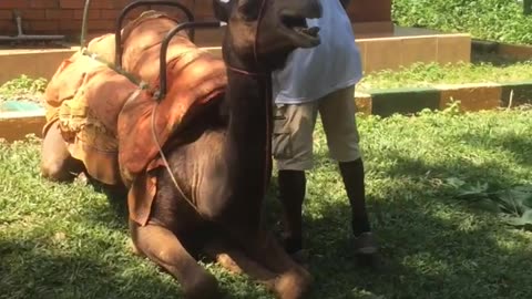 What noise do camels make?