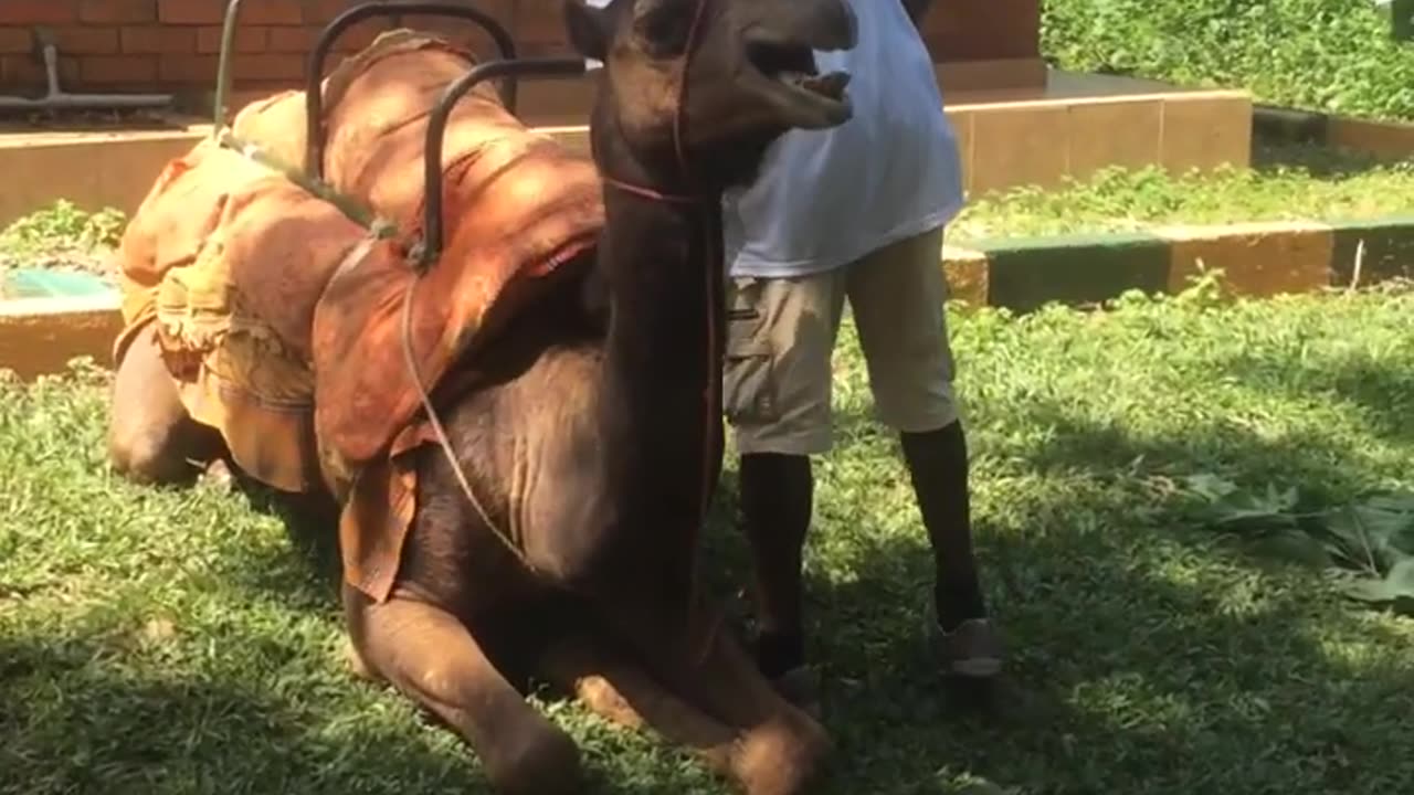 What noise do camels make?