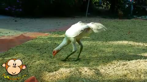 Monkey bullying a chicken