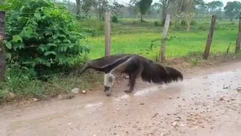 Oso hormiguero gigante