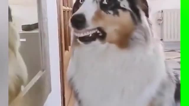 I can't live with laughter! # cute pet # Dog # Border Shepherd # stupid Dog