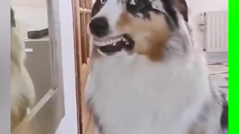 I can't live with laughter! # cute pet # Dog # Border Shepherd # stupid Dog
