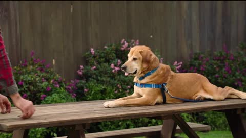 No Command - Dog Training