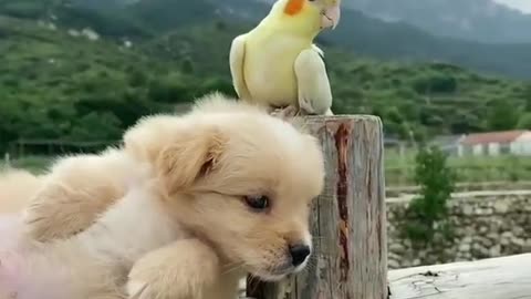 Cute Dog love with Perot