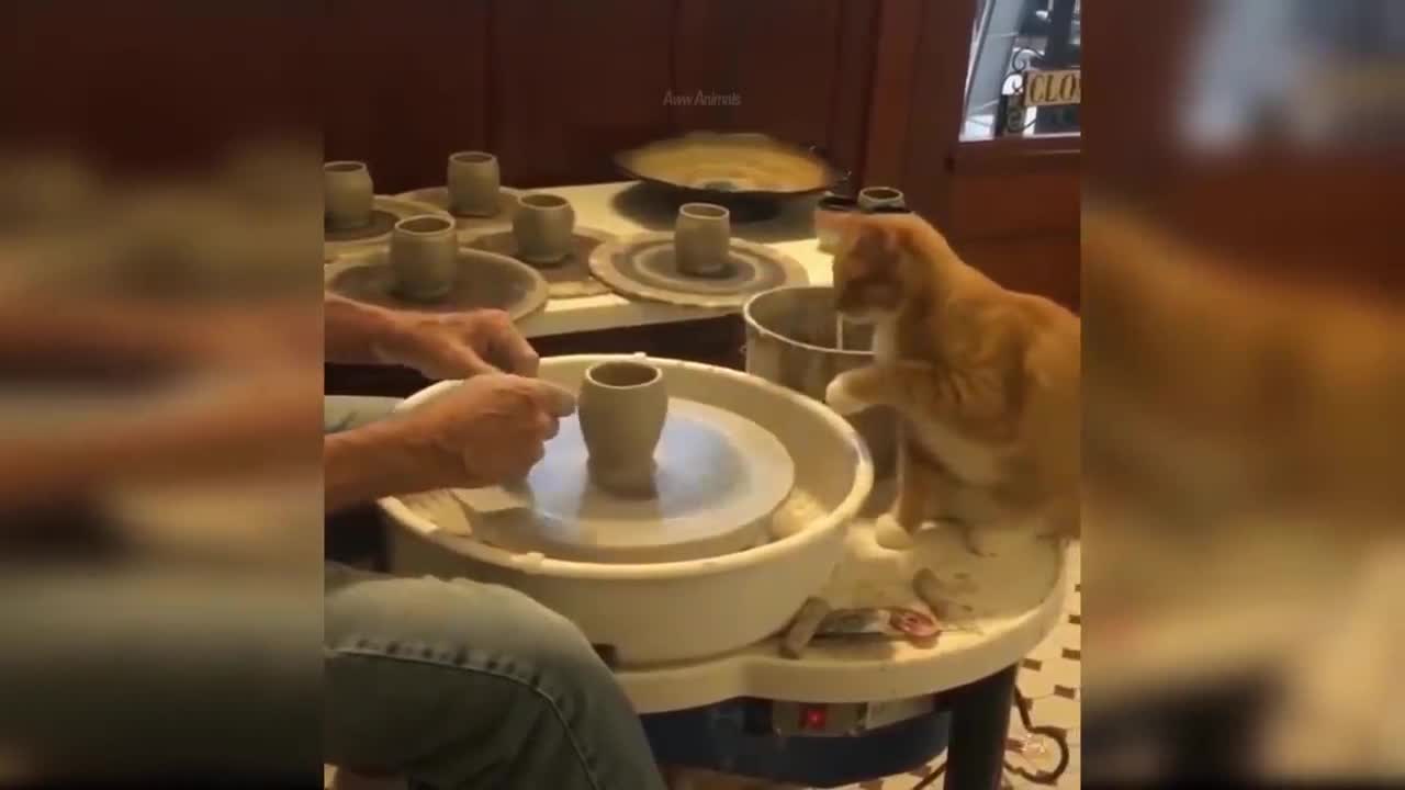 Baby cats - Cute and Funny Cat Videos Compilation