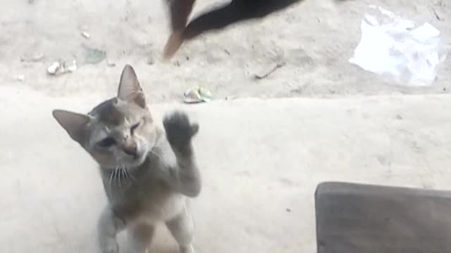 Cat funny