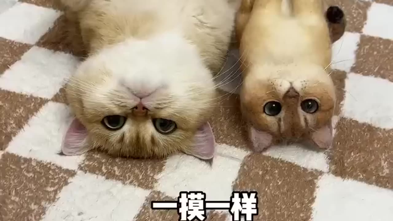 Cute Cats