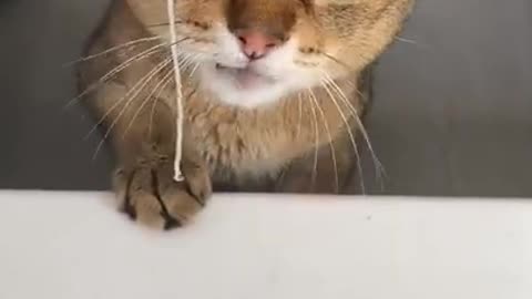 Angry Cat fight