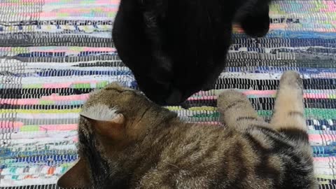 Cats washes