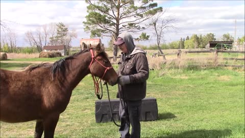 Baby Steps horse traing pt 28