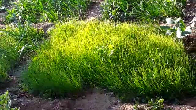best beautiful vlogs video in village