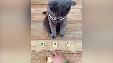 Funny Cats Videos 2024