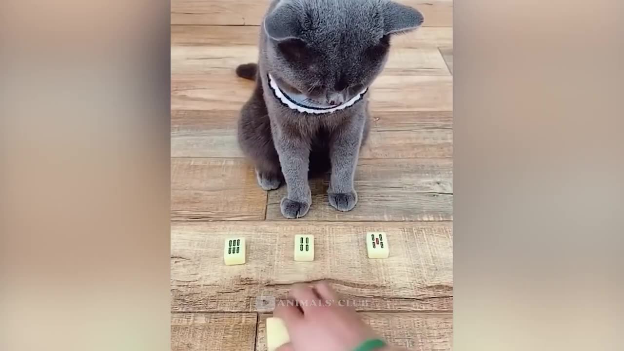 Funny Cats Videos 2024