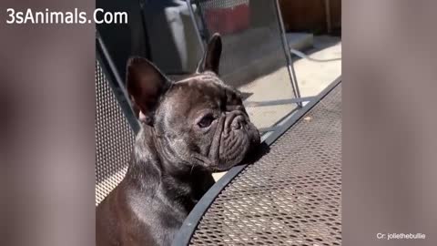 Watch Funny Dog Videos
