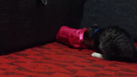 Cat funny opens purse ||| Funny Cute Cat Videos