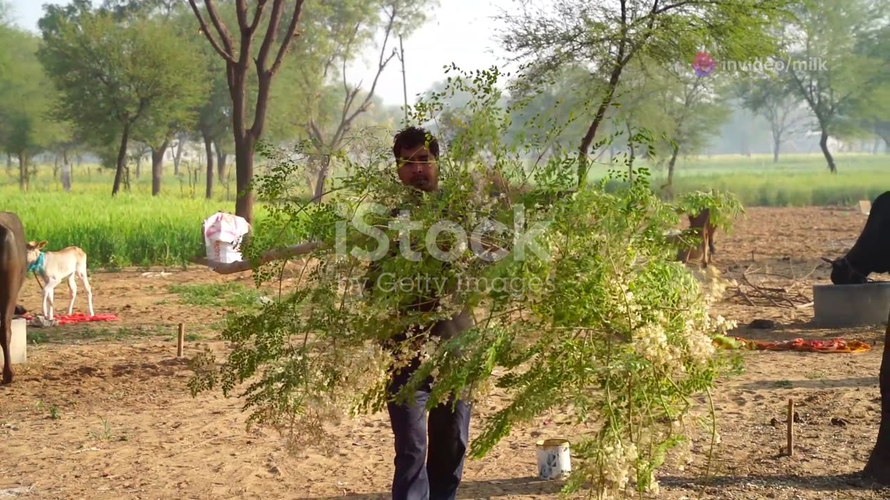 The Miracle Tree