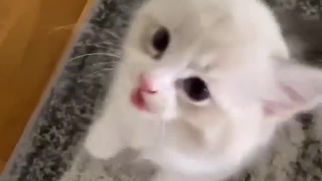 Cute cat and funn