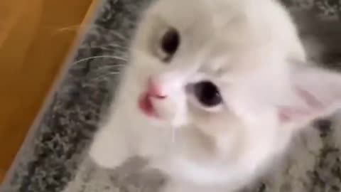 Cute cat and funn