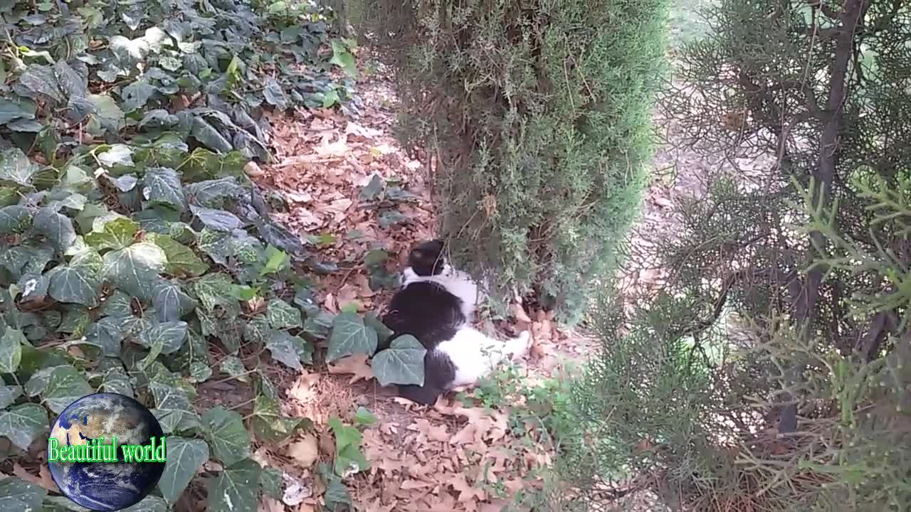 The cat is sleeping | funny cat | Playful cat | cats | most popular cat video | popular cat video