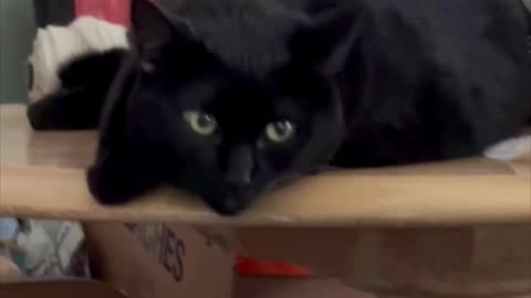 Cute Precious Piper Watches from the Table - Adopting a Cat from a Shelter Vlog #shorts