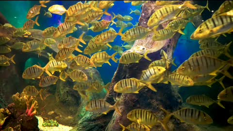 Marine fish school