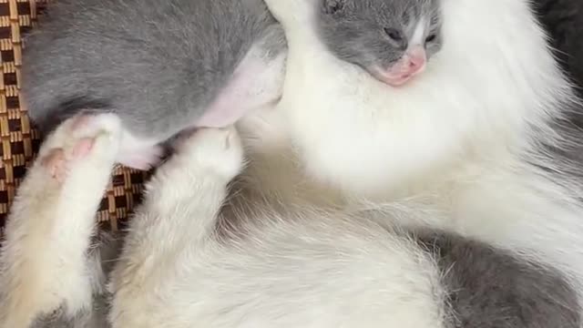 The little flower cat gets up in the morning and stretches out first, and then sits up