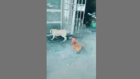 dogs fail